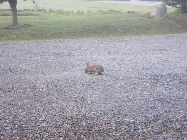 060718 Bunny grazing on gravel.JPG