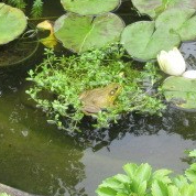 062218 Frog in Kate's pond