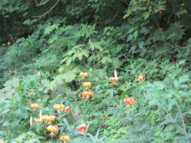 071818 Turk's Cap Lily near parkway.JPG