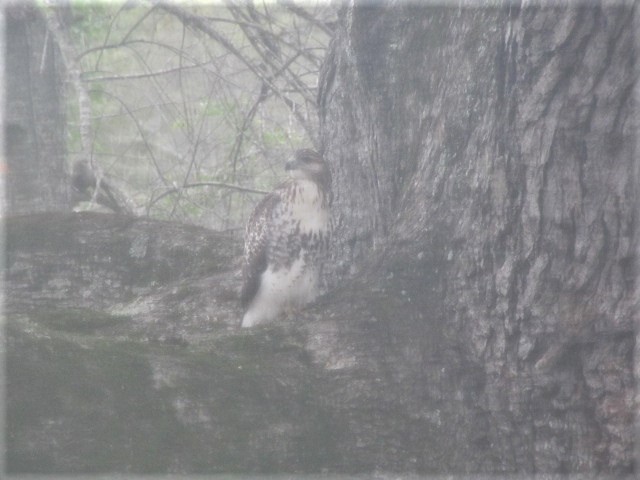 100918 Red tailed hawk in our oak tree.JPG