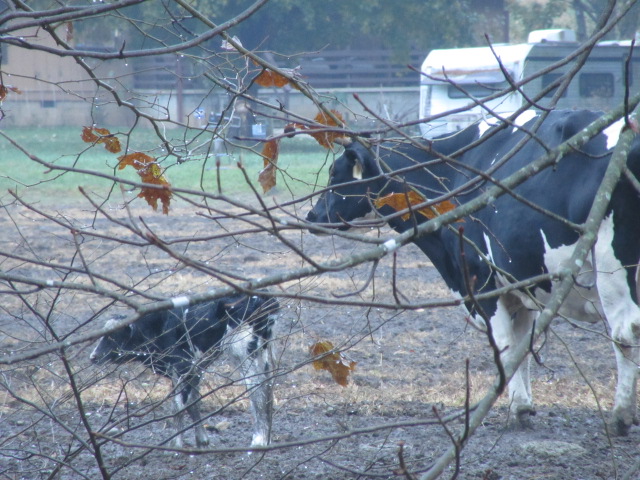 110518 Newborn calf wobbling about.JPG
