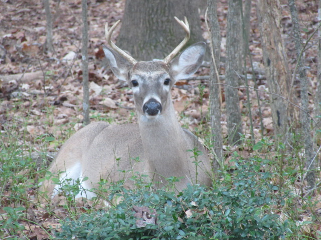 010519 Deer in Susan's backyard.JPG