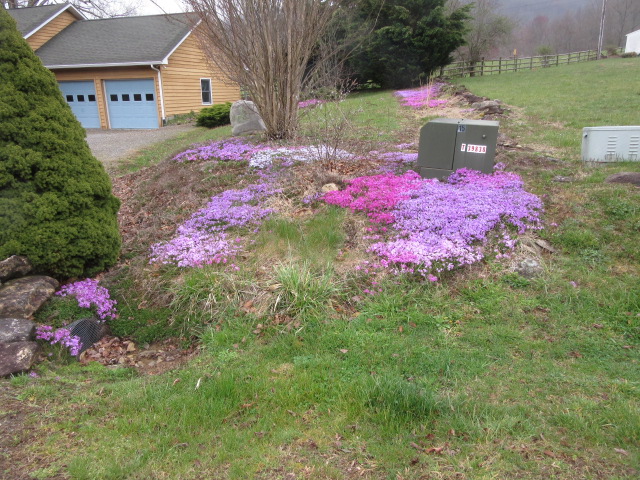 040619  Spring comes to our house.JPG
