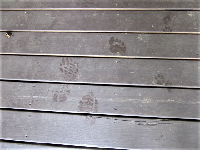 051719 $ shoe  Rose's barefoot Sadie's paw taking things inside house.JPG