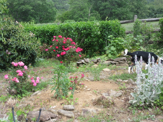 051919 Sadie finished inspecting the roses