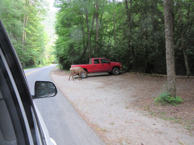 052719 10 Elk at Cataloochee.JPG