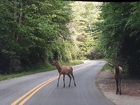 052719 Elk at Cataloochee by Rose.jpg